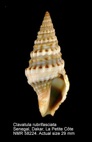 Clavatula rubrifasciata (5).jpg - Clavatula rubrifasciata(Reeve,1845)